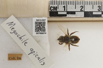 Media type: image;   Entomology 788874 Aspect: Labels